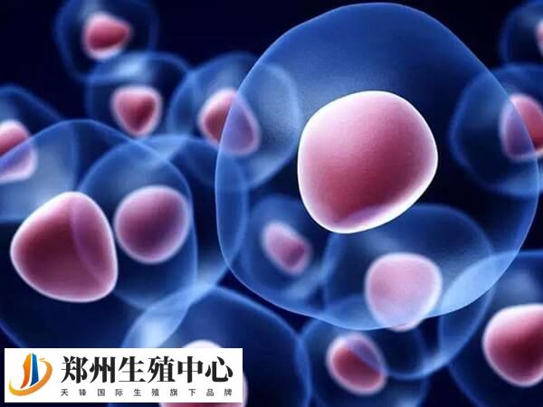 试管一般移植1到2枚胚胎