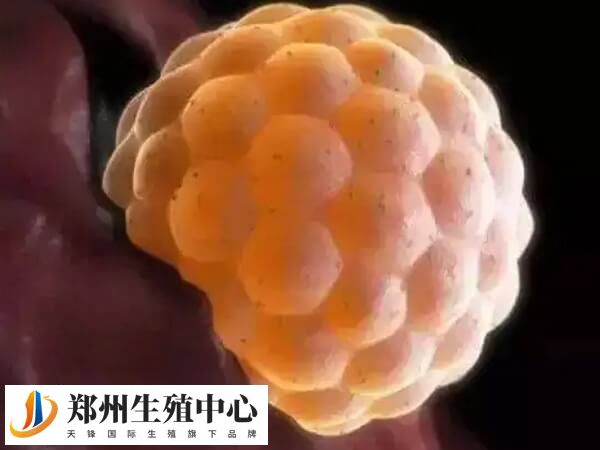 第5天的4bc的囊胚属于中等级别