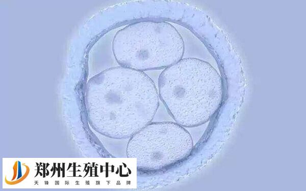 囊胚4bc的移植成功率通常在20%到40%之间