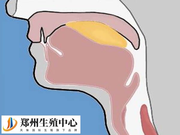 会厌囊肿手术后备孕要注意保证饮食的多样化
