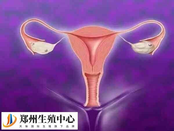 为什么内膜转c才移植